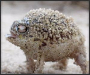 Desert Rain Frog- makes the most adorable sounds! Desert Rain Frog, Screaming Frog, Rain Frog, Desert Rain, Super Cute Animals, Silly Animals, Reptiles And Amphibians, Cute Frogs, Cute Creatures