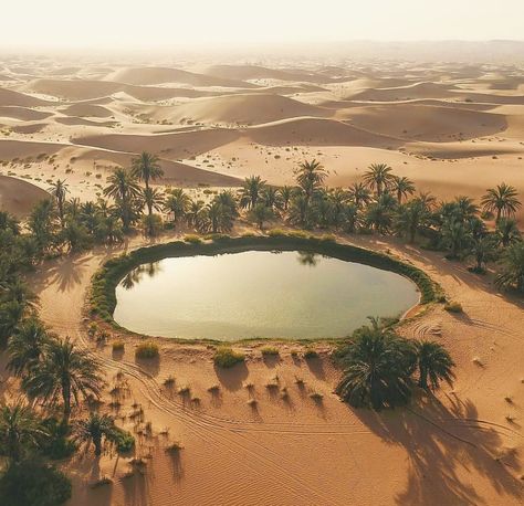 Socotra, Desert Environment, Desert Life, Desert Oasis, المملكة العربية السعودية, Biome, Fantasy Places, In The Desert, Sand Dunes