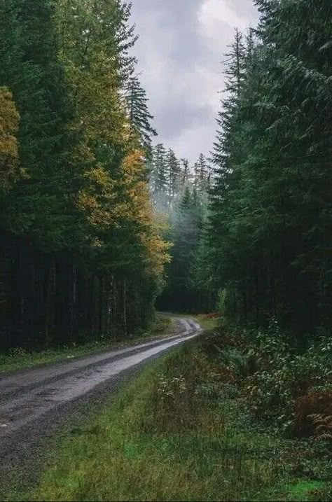 Path To Heaven, Rivers And Roads, Olympic National Park Washington, Dark Green Aesthetic, Forest Path, Misty Forest, Olympic National Park, Pine Trees, Country Road