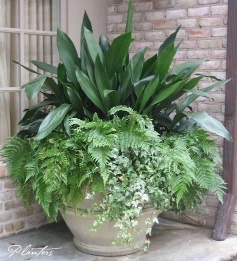 Container Gardening - Fern and Ivy Planter Container Gardening Flowers, Boho Garden, Have Inspiration, Garden Containers, Garden Bar, Container Flowers, Shade Plants, Flower Planters, Outdoor Planters