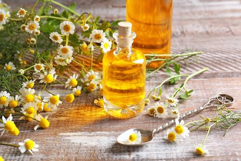 Chamomile for Stress: 5 Simple Recipes – LearningHerbs Chamomile Essential Oil Benefits, German Chamomile Essential Oil, Amber Essential Oil, Autumn Roses, Chamomile Plant, Roman Chamomile Essential Oil, Hydrocortisone Cream, Potato Juice, Essential Oil Plants