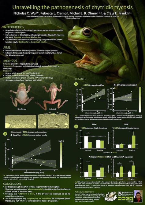 Formal Infographic, Scientific Poster Design Templates, Academic Poster Design, Scientific Poster Template Powerpoint, Scientific Poster Design, Academic Poster, Science Communication, Science Posters, Poster Presentation