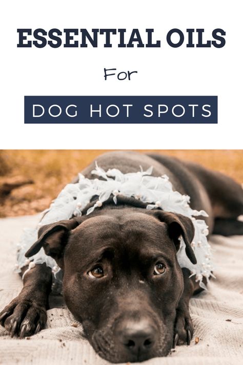 Essential Oils for Dog Hot Spots: Ones You Need To Try Dog Walking Quotes, Dog Hot Spots, Essential Oils Dogs, Dogs Diy Projects, Dog Remedies, Are Essential Oils Safe, Calming Essential Oils, Spotted Dog, Really Cute Puppies