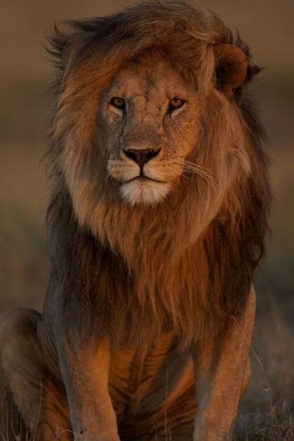 The lion is drawn in a realistic style, with attention to detail and proportion. The lion's mane is particularly impressive, with long, flowing strokes of fur that create a sense of movement and texture. The lion's eyes are also well-rendered, with piercing gaze that captures the essence of the lion's regal nature. Overall, this is a stunning and realistic drawing of a lion that is sure to impress. Regnul Animal, Panthera Leo, Lion Photography, Lions Photos, Lion Love, Lion Images, Lion Pictures, A Lion, African Animals