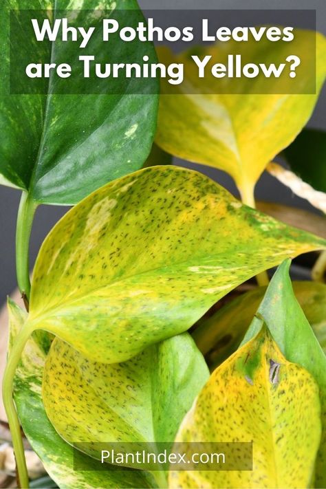 There are many reasons why #pothos leaves are turning yellow. These reasons include: too much direct sunlight, watering issue, fertilizng problem, leaves are getting old, temperature fluctuation or fungal disease. It is important to know the source of the problem in order to keep your plant healthy. Plant Leaves Problems, Yellow Leaves On Plants, Golden Pothos Care, Pathos Plant, Pothos Plant Care, Leaves Meaning, Plant Leaves Turning Yellow, Leaf Identification, Lemon Plant