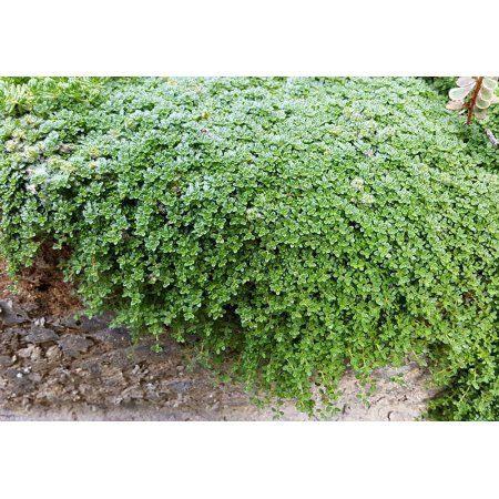 Elfin Thyme Plant - Thymus minus - World's Smallest Thyme - Live Plant - 3" Pot Elfin Thyme, Corner Landscaping, Outdoor Landscape Design, Thyme Plant, Hydrangea Landscaping, Texas Garden, Creeping Thyme, Edging Plants, Mountain Meadow