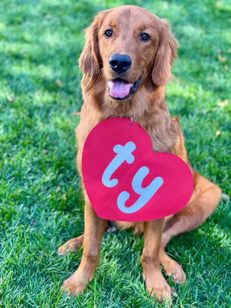 Beanie Baby Halloween Costume, Golden Retriever Valentines Day, Baby Halloween Costume, Ty Toys, Dog Beanie, Toy Dog, Golden Retriever Puppy, Dog Costume, Baby Halloween Costumes