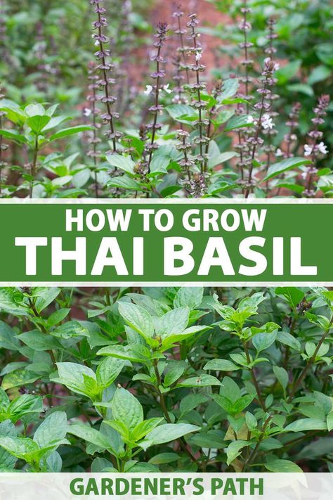 Thai Basil Plant, Growing Herbs Outdoors, Basil Garden, Types Of Basil, Homestead Gardening, Basil Herb, Kitchen Gardening, Kitchen Gardens, Grow Herbs