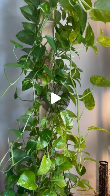 Kreepa Gaihre on Instagram: "Looking to propagate without chopping your plant? Stick the nodes into another pot until they root. Once the vine settles and start growing continuously, snip away. ✂️🌱  #goldenpothos #goldenpothosplant #goldenpothos🌿 #pothos #pothosplant #plantcaretips #plants #plantsofinstagram #plantsofinsta #houseplants #indoorplants #plantperson #plantlover #plantsmakemehappy #plantsmakepeoplehappy #plantsmakemesmile #plants #urbanjunglehome #plants #plantscare #propagation #propagationstation #plantloversonly #plantsofig #plantsofinsta #indoorplants #pothos #goldenpothos" Pothos Climbing Ideas, Plant Stick, Marble Machine, Golden Pothos, Pothos Plant, Landscaping With Rocks, Small Backyard Landscaping, Backyard Landscaping Designs, Plant Lover