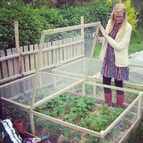 Strawberry Beds, Vegetable Garden Raised Beds, Building A Raised Garden, Strawberry Garden, Diy Raised Garden, Plants Growing, Covered Garden, Veg Garden, Have Inspiration