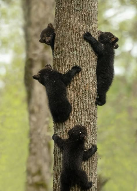 Photo Ours, Black Bears, Bear Pictures, Thanks For Sharing, Cute Wild Animals, Wildlife Animals, Cute Animal Pictures, Great Smoky Mountains, Sweet Animals