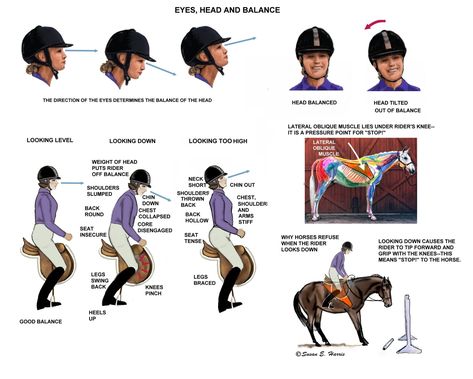 Riding Ideas, Dressage Videos, Centered Riding, Horse Training Exercises, Horseback Riding Tips, Horse Markings, Horseback Riding Lessons, Horse Lessons, Riding Tips