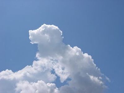 Baby dinosaur Shapes In Clouds, Chilling Pics, Clouds Shapes, Cloud Animals, Clouds Images, Angel Clouds, Cloud Formations, Cumulus Clouds, Cloud Shape