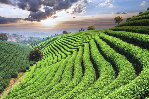 Tea plantations are famous for the designs they create on hillsides. (Photo: zhudifeng/iStock) Terrace Farming, Hillside Farming, Tea Pictures, Saffron Tea, Landscape Slope, Mock Up Design, City Of Petra, Blueberry Farm, Farming Ideas