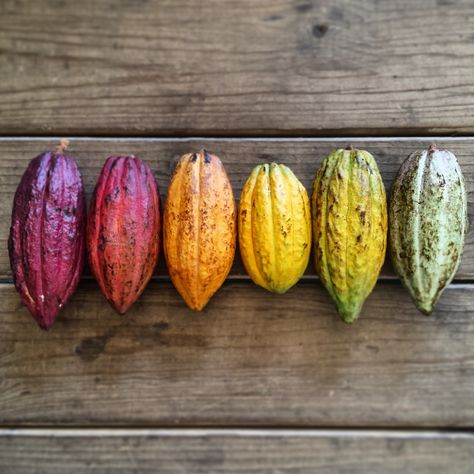 Cacao rainbow at the Grenada Chocolate Festival Cocoa Fruit, Cacao Fruit, Chocolate Fan, Chocolate Festival, Cacao Chocolate, Cocoa Chocolate, Chocolate Shop, Theobroma Cacao, Exotic Fruit