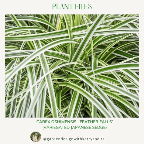 Carex oshimensis ‘Feather Falls’/‘Variegated Japanese Sedge’ 🏡 DIY Designs | DIY Designs Carex Feather Falls, Japanese Sedge, Small Garden Oasis, Carex Oshimensis, Native Grasses, Planting Schemes, Big Trees, Diy Designs, Variegated Plants