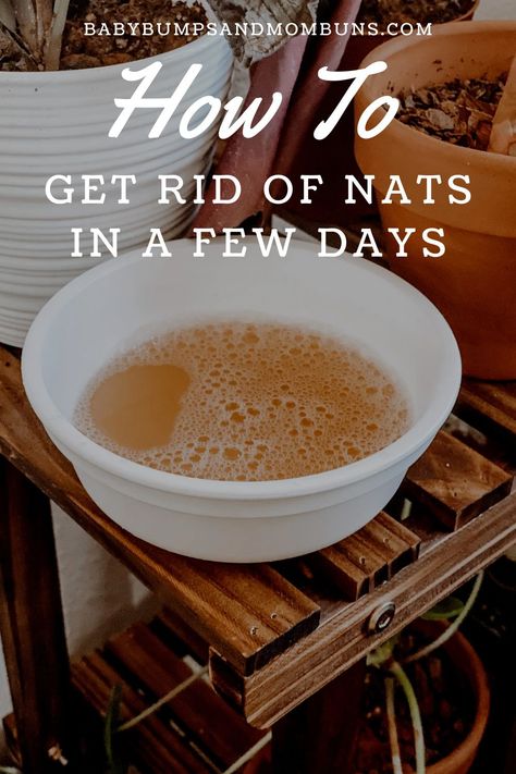 Rid Of Nats, Get Rid Of Nats, Kill Nats, Getting Rid Of Nats, Fruit Flies In House, Home Pest Control, How To Get Rid Of Gnats, Bug Spray Recipe, Bowl Plastic