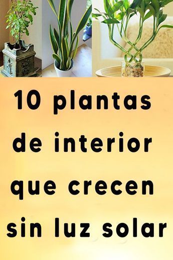 10 plantas de interior que crecen sin luz solar Artisan Cafe, Plantas Interior, Orchard Garden, Plant Decor Indoor, Salalah, Ikebana, Air Plants, Plant Decor, Garden Projects