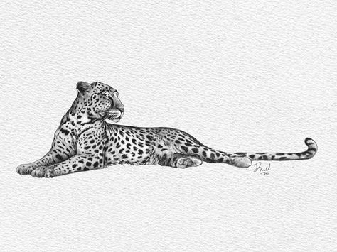 Sitting Leopard Tattoo, Snake And Lion Tattoo, Leapord Tattoo Ideas, Leapord Tattoo, Wild Cat Tattoo, Jaguar Tattoo Ideas, Jaguar Tattoo Design, Leopard Tattoo Design, Tattoo Leopard