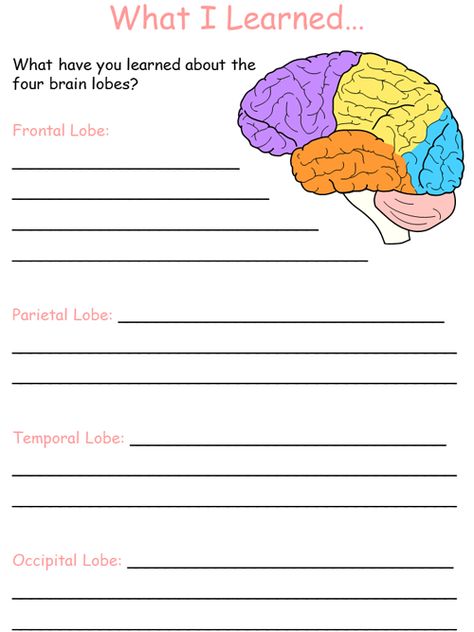 What I Learned about Brain Lobes Worksheet #brain #psychology #science #kids #worksheets #education #learn Brain Psychology, Brain Lobes, About Brain, Occipital Lobe, Science Kids, Frontal Lobe, Preschool Tracing, Biology Facts, Kids Worksheets