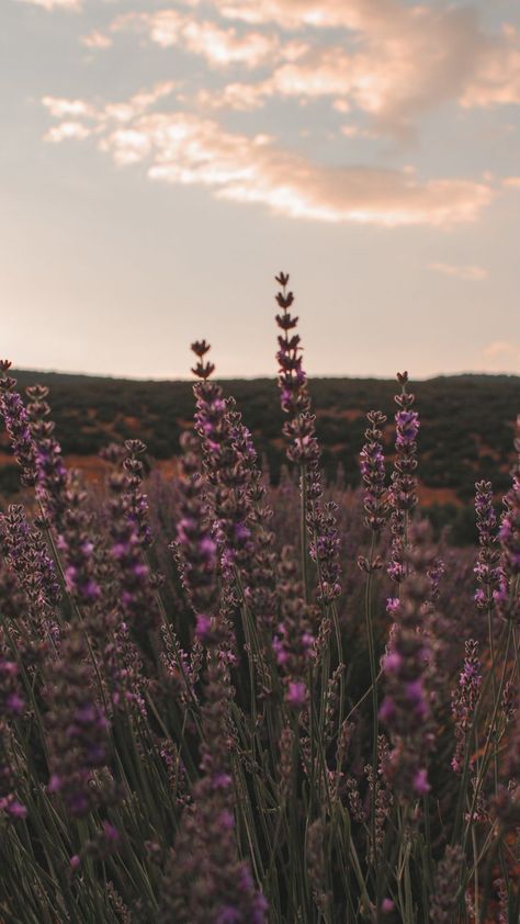 Purple Western Wallpaper, Purple Western Aesthetic, Aestethic Background, Interesting Wallpapers, Lilac Oil, Landscape References, Phone Backgrounds Vintage, Blue Sky Wallpaper, Tree Aesthetic