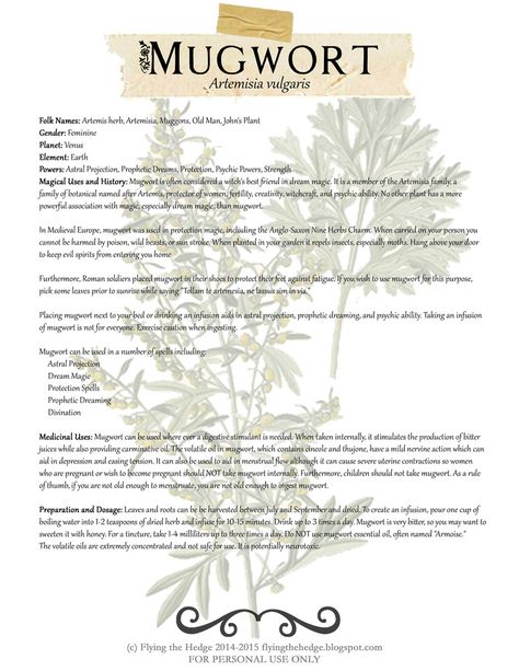 Free BOS page on Mugwort. Medicinal and Magical uses of Mugwort. Magickal Herbs, Witch Herbs, Magia Das Ervas, Plant Magic, Magic Herbs, Magical Herbs, Herbal Apothecary, Illustration Botanique, Herbal Magic