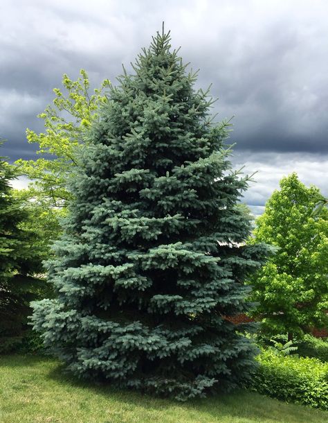 When landscaping in Colorado, it’s best to use native plants due to their adaptability and sustainability. Spruce Landscaping Ideas, Blue Spruce Landscaping, Colorado Landscaping Ideas, Spruce Landscaping, Colorado Native Plants, Colorado Plants, Colorado Wildlife, Xeriscape Garden, Bristlecone Pine Tree