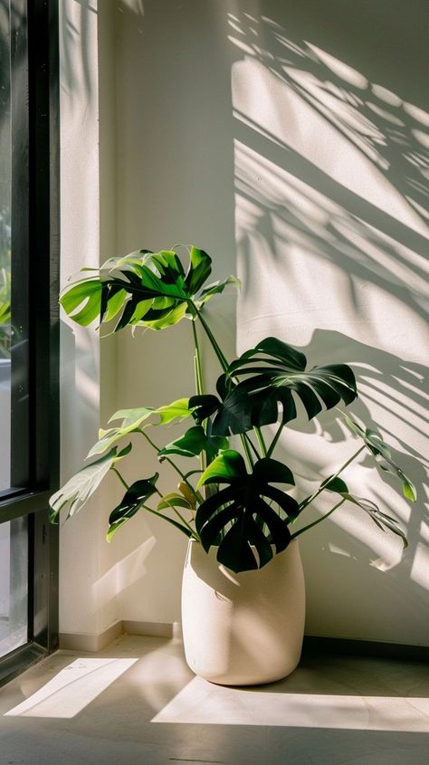 Lush monstera plant in sunlit corner, vibrant green leaves in white pot, indoor greenery decor inspiration. Artificial Plants Decor, Corner Plant, Indoor Greenery, Greenery Decor, White Pot, Studio Ghibli Art, Monstera Plant, Ghibli Art, Vibrant Green