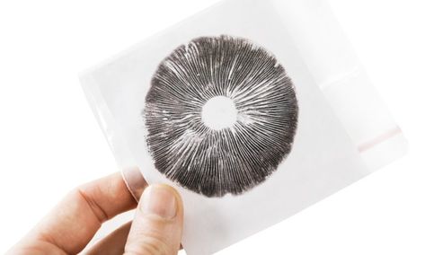 How to Make a Mushroom Spore Print Step by Step | GroCycle Mushroom Spore Print, Spore Prints, Spore Print, Puffball Mushroom, Yellow Flies, Mushroom Identification, Mushroom Species, Mushroom Varieties, Poisonous Mushrooms