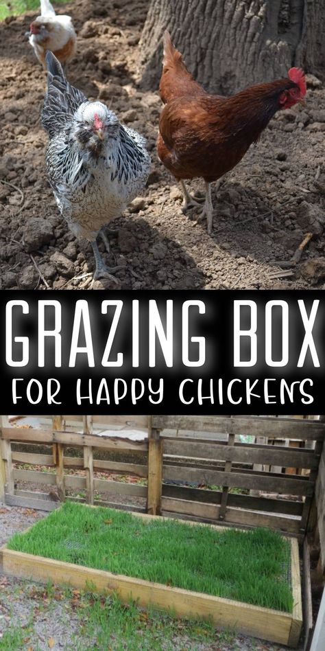 chickens on bare ground + grazing box with grass Grazing Frames For Chickens, Grass In Chicken Coop, Chicken Grass Feeder, Growing Grass In Chicken Coop, Grass Box For Chickens, Chicken Grass Trays, Growing Grass For Chickens, Grass In Chicken Run, Chicken And Garden Area