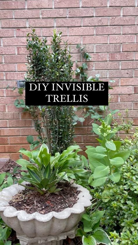 gardensandchickens on Instagram: Lets make a DIY Invisible trellis — with heavy duty fishing line. This trellis is supporting “Kintzleys Ghost Honeysuckle”. It took about… Fishing Line Trellis, Honeysuckle Trellis Ideas, Honeysuckle Vine Trellis, Invisible Trellis, Honeysuckle Trellis, Clematis Trellis, Sage The Gemini, Vine Trellis, Honeysuckle Vine