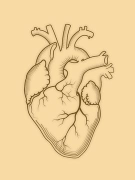 Heart Structure Diagram, Human Heart Diagram, Heart Structure, Human Heart Anatomy, Heart Organ, Heart Diagram, Human Muscle Anatomy, Anatomy Medical, Human Vector