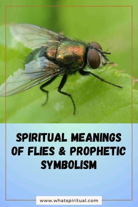 10 Spiritual Meanings of Flies & Prophetic Symbolism 2 10 Meaning, Libra Scorpio Cusp, Spiritual Beliefs, Number Meanings, Cycle Of Life, Self Realization, Spiritual Meaning, Navigating Life, Spiritual Connection