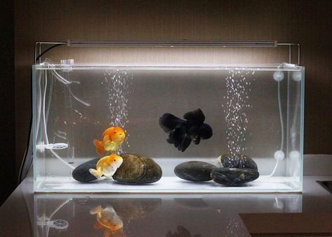 Aquaponics Garden, Aquarium Craft, Desktop Aquarium, Frog Terrarium, Goldfish Aquarium, Fish Tank Themes, Wall Aquarium, Aqua Tank, Fish Tank Terrarium