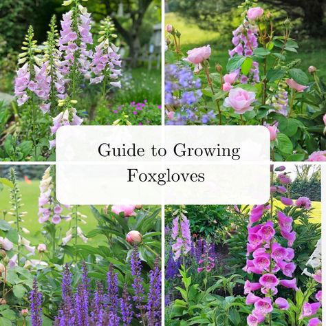 Growing Foxgloves in Your Cottage Garden Plants Meaning, Castle Cottage, Holiday House Tours, Types Of Texture, Biennial Plants, Old Castle, Growing Dahlias, Fairytale Nursery, Sun Garden