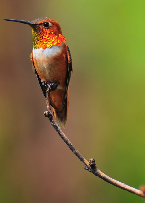 perching hummingbird - NOW that's something you don't see every day!!! Hummingbirds Photography, Hummingbird Photos, Hummingbird Pictures, Most Beautiful Birds, Nature Birds, Bird Pictures, Exotic Birds, Pretty Birds, Bird Photo