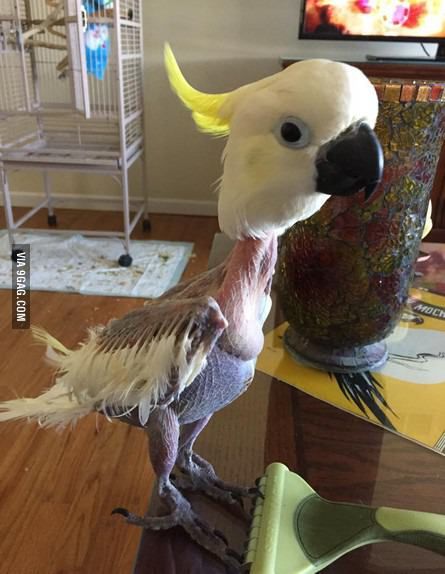 When you're handsome but u skinny as f**k - 9GAG Feathers, White