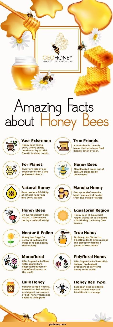 Honey Infographic, Bee Infographic, Bee Information, Bees Facts, Facts About Honey Bees, Facts About Honey, Facts About Bees, Honey Facts, Honey Bee Facts