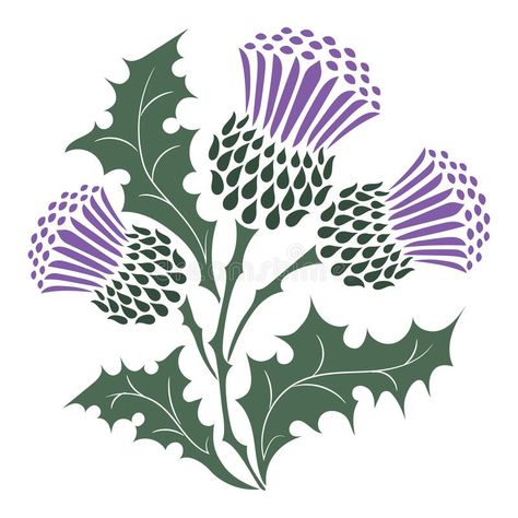 Thistle. Onopordum acanthium. Scottish Thistle. Isolated on white, vector illustration vector illustration Thistle Quilt, Scottish Thistle Art, Scottish Thistle Tattoo, Scottish Tattoos, Thistle Tattoo, Thistles Art, Thistle Design, Thistle Flower, Celtic Patterns