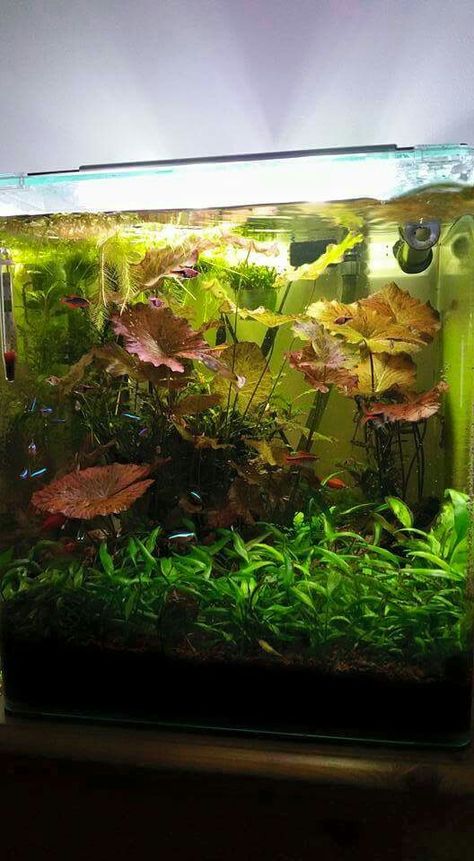 Walstad Aquarium, Natural Fish Tank, Hydroponic Fish Tank, Community Fish Tank, Tank Aesthetic, Cool Fish Tank Decorations, Axolotl Tank, Fish Tank Themes, Fish Tank Terrarium