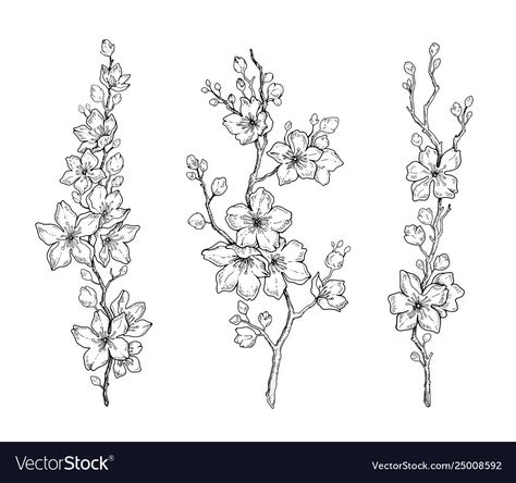 Apple Tree Flowers Drawing, Cherry Tree Branch Drawing, Cherry Blossom Tattoo Linework, Cherry Blossom Stem Tattoo, Sakura Branch Drawing, Tree With Flowers Drawing, Black And White Cherry Blossom Tattoo, Cherry Blossom Tattoo Black And White, Cherry Blossom Tree Sketch