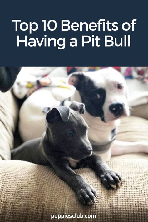 top-10-benefits-pit-bull Pitbull Puppies Training, Pit Bull Care, Cute Pitbull Puppies, Pitbull Dog Puppy, Cute Pitbulls, Pit Puppies, Pitbull Dog Breed, Pit Dog, Puppy Quotes