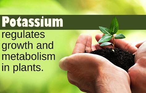 How to Add Potassium to Plants - That Garden Guru Potassium For Plants, Potassium Deficiency, Plant Benefits, Plant Tissue, Pepper Plants, All Vegetables, Tomato Plants, Planting Vegetables, Organic Matter