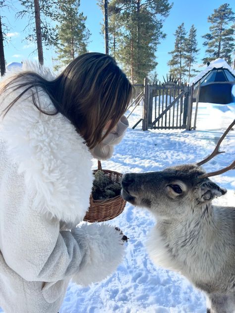 Feeding a reindeer 🥹 Lapland Aesthetic, Winter Reindeer, Fall Winter Essentials, Christmas In Europe, Lapland Finland, Photo Recreation, Dream Vacations Destinations, Adventure Aesthetic, Europe Photos