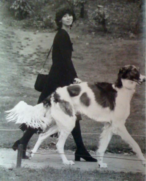 Black Borzoi Aesthetic, Borzoi Dog Aesthetic, Black Borzoi, Greyhound Drawing, Borzoi Aesthetic, Bones And All, Harry Clarke, Borzoi Dog, Piskel Art