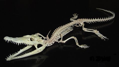 Crocodile Skeleton, Crocodile Pictures, Alligator Tattoo, Animal Skeleton, Skull Reference, Nizhny Novgorod, Bone Tattoos, Animal Skeletons, Vulture Culture