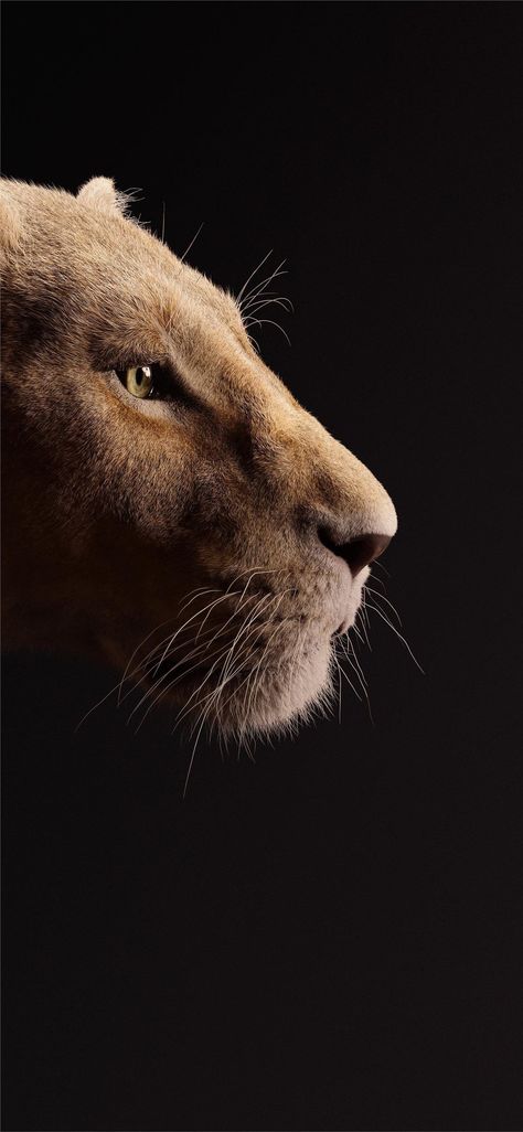 beyonce as nala the lion king 2019 5k iPhone X Wallpapers #beyonce as nala the lion king 2019 5k iPhone X Wallpapers #lion wallpaper # #background #wallpaper #Illustrations #Vectors #Collections Nala The Lion King, Nala Lion King, The Lion King 2019, Lion Wallpaper Iphone, Lion King 2019, Pop Art Comic Girl, Iphone X Wallpaper, Lion Sketch, Lion Canvas Art