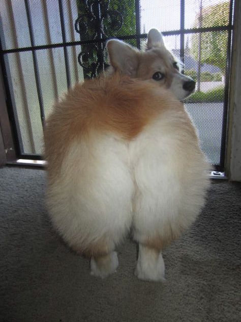 55 Dog Bums. That's All. - Barkpost - Blog From the Pups at BarkBox Fat Animals, Fluffy Corgi, Fat Dogs, Corgi Butts, 강아지 그림, Cute Corgi, White Dog, Corgi Dog, Golden Retrievers