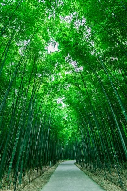 Bamboo Forest Japan, Beautiful Scenery Wallpaper, Bamboo Landscape, Bamboo Background, Bamboo Wallpaper, Tranquil Garden, Tree Abstract, Nature Background Images, Forest Plants