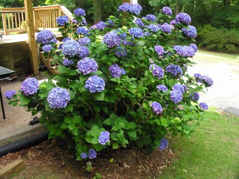 Hydrangea macrophylla, also called bigleaf or French hydrangea, typically has either pink or blue flowers, although a few cultivars have white flowers.... Hydrangea Leaf, French Hydrangea, Hydrangea Plant, Hydrangea Potted, Garden Design Plants, Hydrangea Serrata, Big Leaf Hydrangea, Purple Flowers Garden, Bigleaf Hydrangea